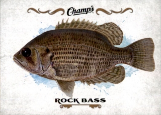 Hokejová karta Rock Bass UD Champs 2015-16 Fish č. F-21